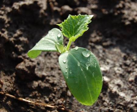 How many days do cucumber seeds germinate?