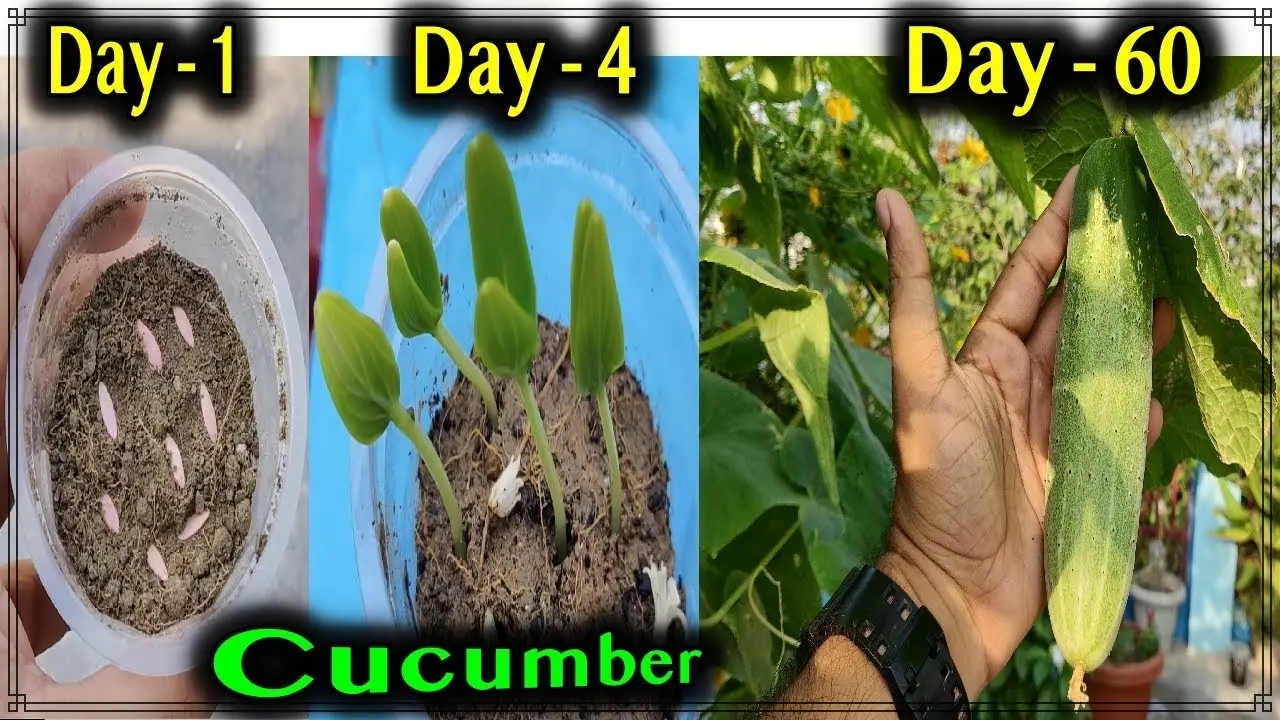 How many days do cucumber seeds germinate?