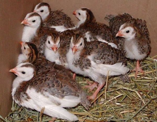 How many days do guinea fowls incubate eggs