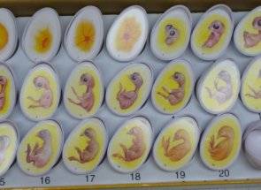 How many days do guinea fowls incubate eggs