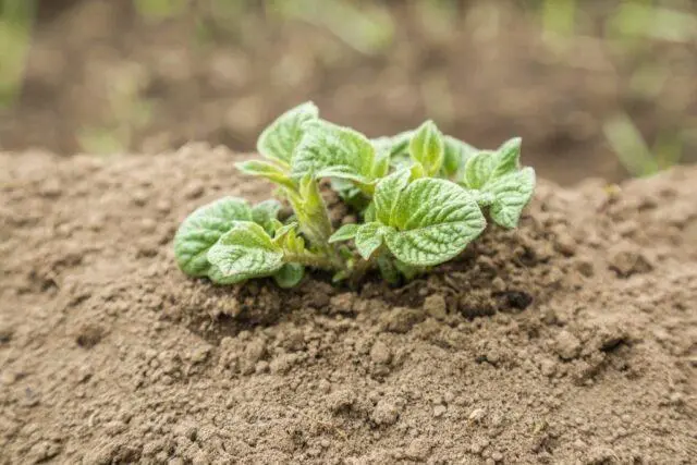 How many days do potatoes sprout after planting