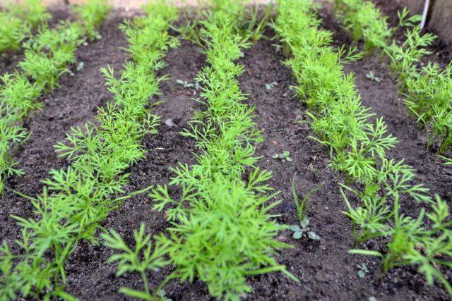 How many days does dill sprout after sowing