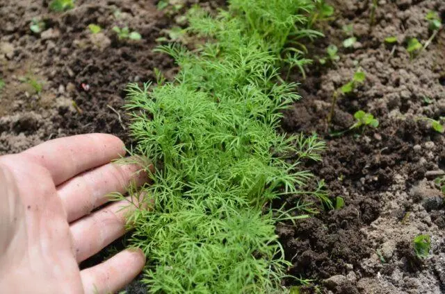 How many days does dill sprout after sowing