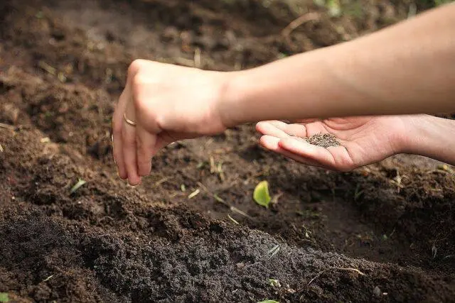 How many days does dill sprout after sowing