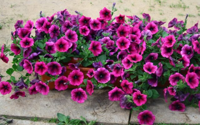 How many days does petunia sprout from seeds in granules