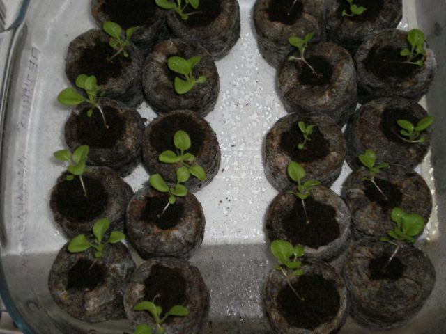 How many days does petunia sprout from seeds in granules