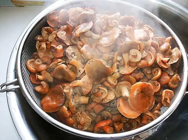 How many days to salt mushrooms under pressure: recipes for salted mushrooms