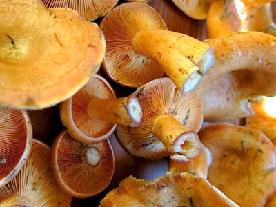 How many days to salt mushrooms under pressure: recipes for salted mushrooms