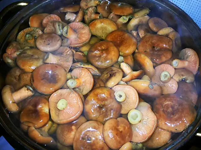 How many days to salt mushrooms under pressure: recipes for salted mushrooms