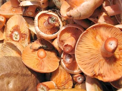 How many days to salt mushrooms under pressure: recipes for salted mushrooms