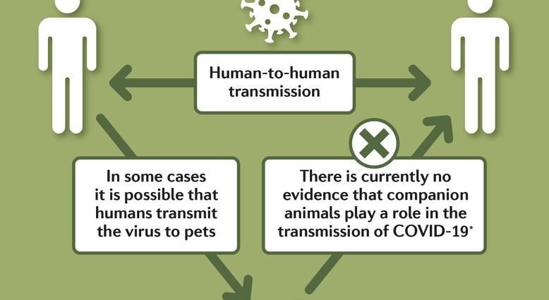 How many pets get COVID-19? Can they transmit the virus to humans?