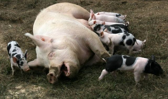 How many pigs bear piglets