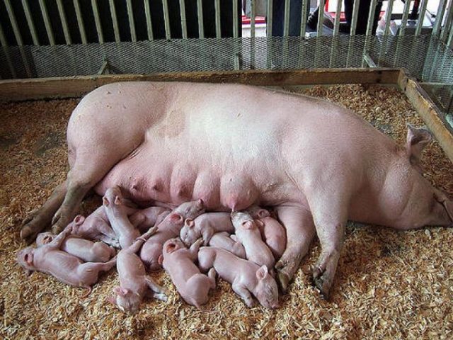 How many pigs bear piglets