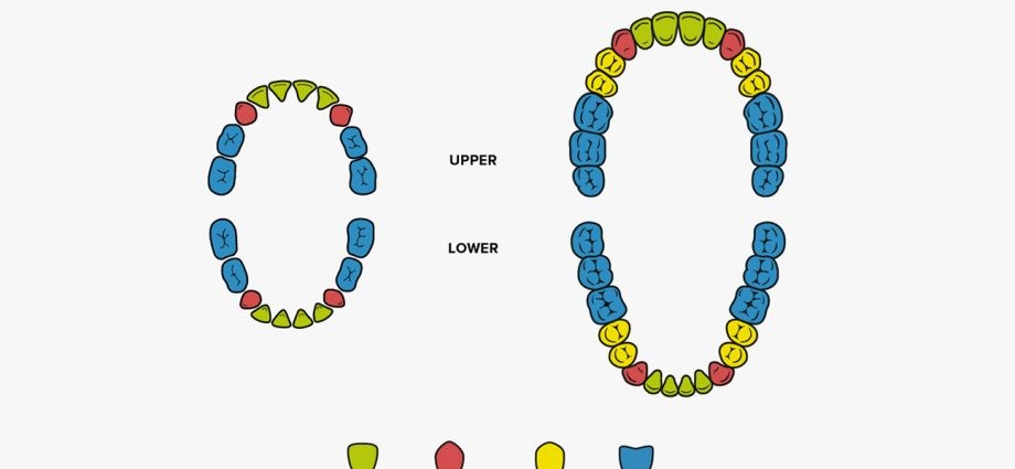 How many teeth does a person have?