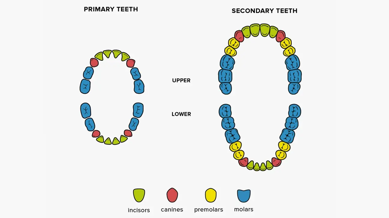 How many teeth does a person have?