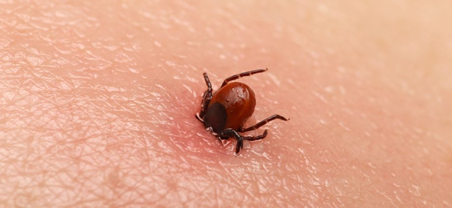 How many ticks can you catch in an hour? The result of the experiment is shocking