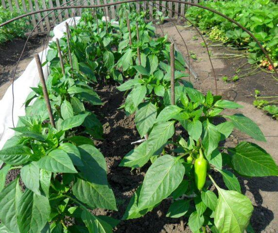 How many times a week and how to water the pepper