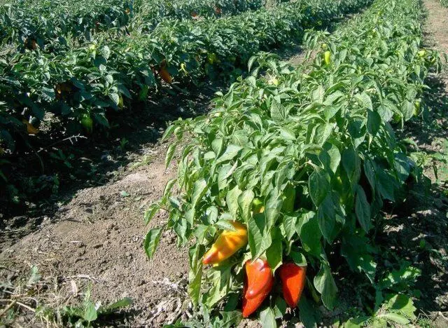 How many times a week and how to water the pepper