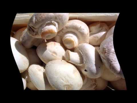 How much and how to cook fresh champignons: until cooked, before frying, baking, for salad, in a slow cooker