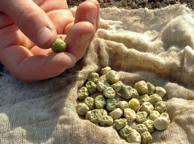 How much and how to soak peas before planting in open ground