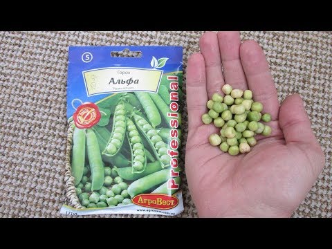 How much and how to soak peas before planting in open ground