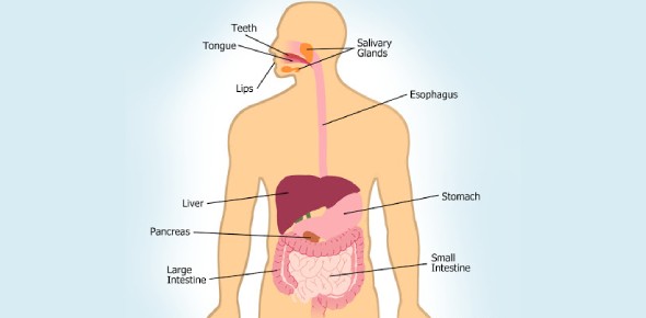 How much can a human stomach hold? Check what you know about your digestive system! QUIZ