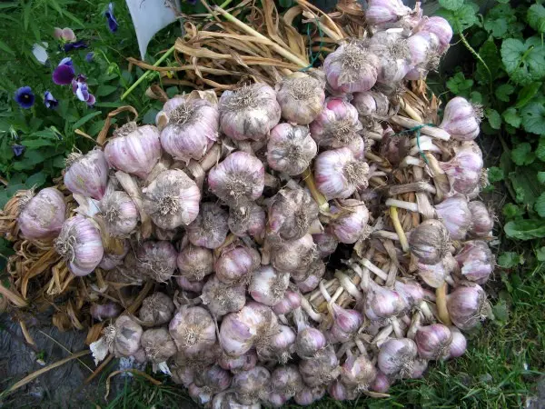 How much garlic can be harvested from a hundred square meters: yield of different varieties