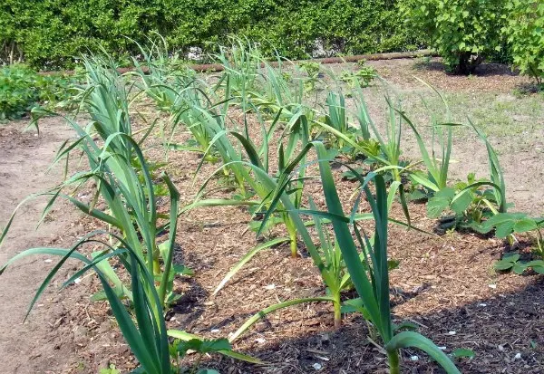 How much garlic can be harvested from a hundred square meters: yield of different varieties