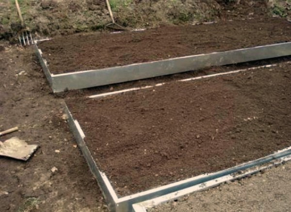 How much garlic can be harvested from a hundred square meters: yield of different varieties