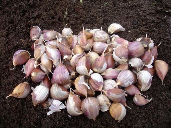 How much garlic can be harvested from a hundred square meters: yield of different varieties