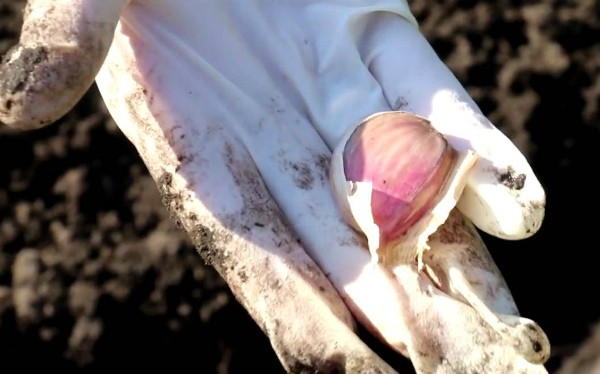 How much garlic can be harvested from a hundred square meters: yield of different varieties