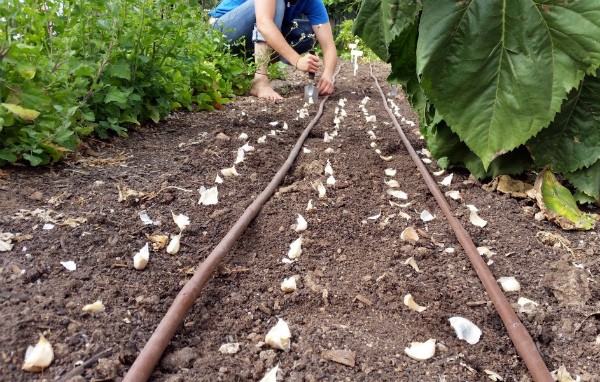 How much garlic can be harvested from a hundred square meters: yield of different varieties