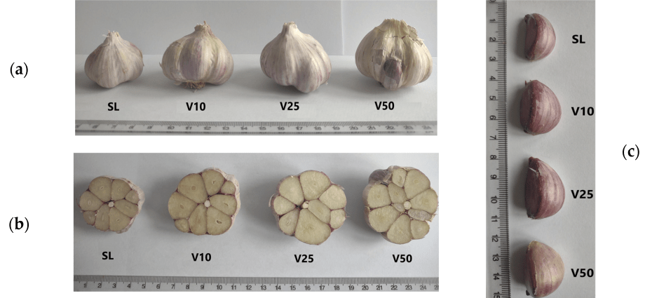 How much garlic can be harvested from a hundred square meters: yield of different varieties