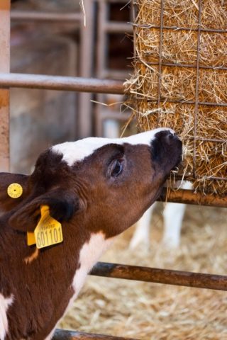 How much hay does a cow need: per day, per head, per year