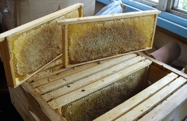 How much honey can you get from one hive per season