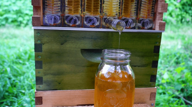 How much honey can you get from one hive per season