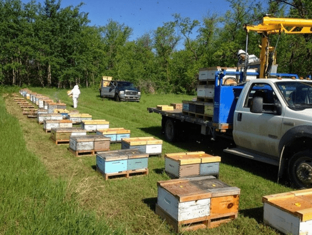 How much honey can you get from one hive per season