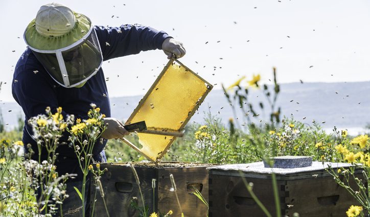 How much honey can you get from one hive per season