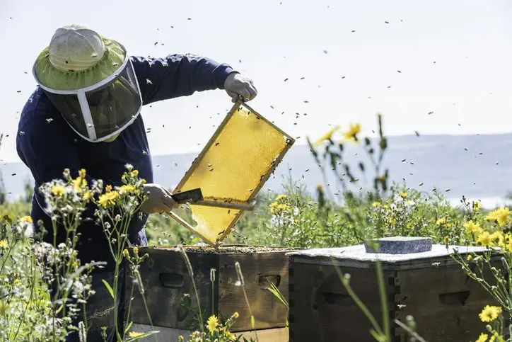 How much honey can you get from one hive per season