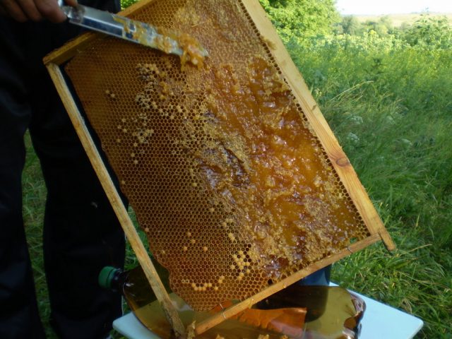 How much honey to leave bees for the winter