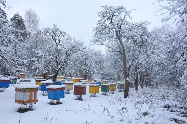 How much honey to leave bees for the winter