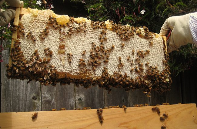 How much honey to leave bees for the winter