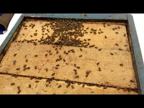 How much honey to leave bees for the winter