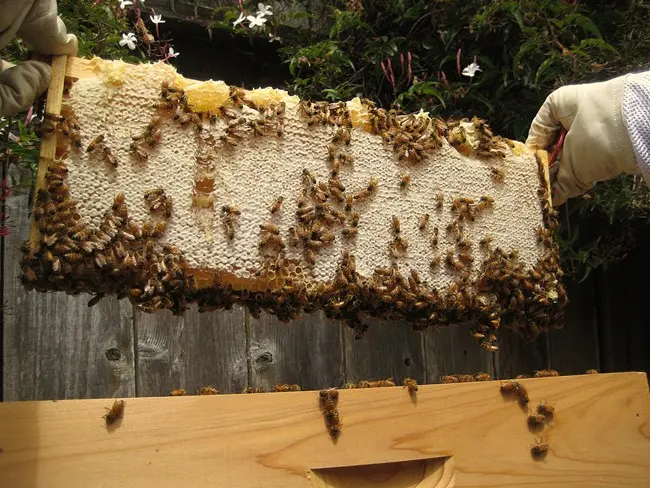 How much honey to leave bees for the winter