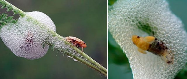 How much, how and when astilba blooms