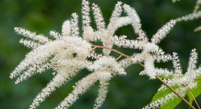 How much, how and when astilba blooms