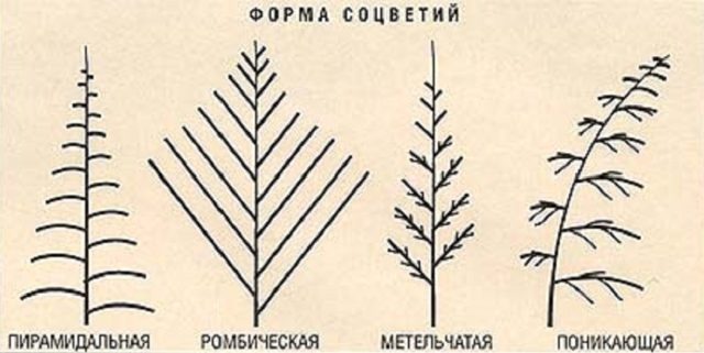 How much, how and when astilba blooms