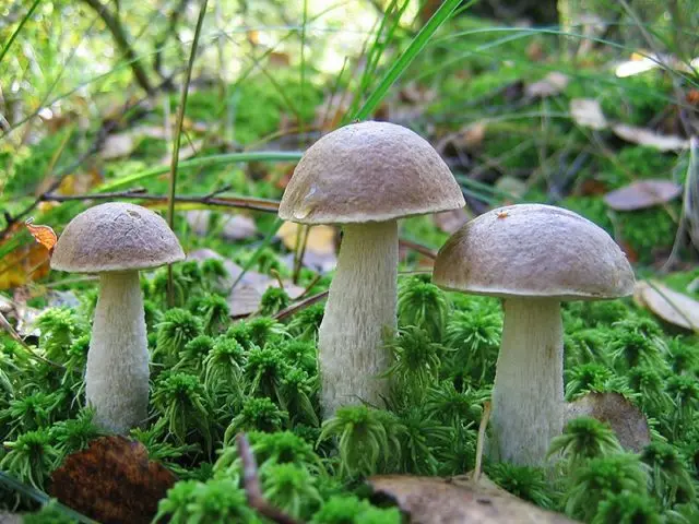 How much to cook boletus and how to clean before cooking