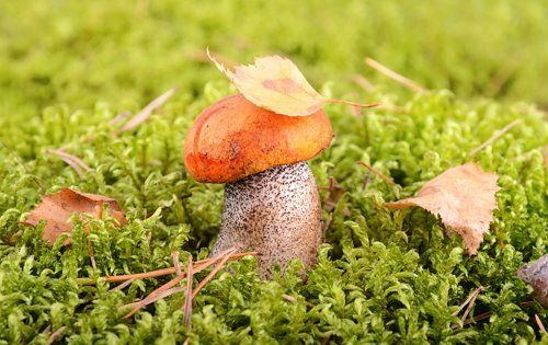 How much to cook boletus mushrooms: before frying, freezing and until cooked