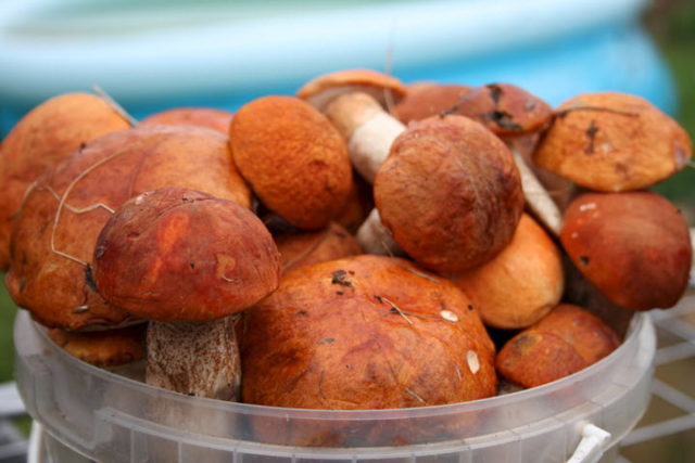 How much to cook boletus mushrooms: before frying, freezing and until cooked